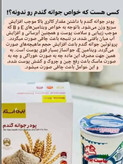 پک 3 عددی کمک به حضم در سیستم گوارش با پودر جوانه گندم